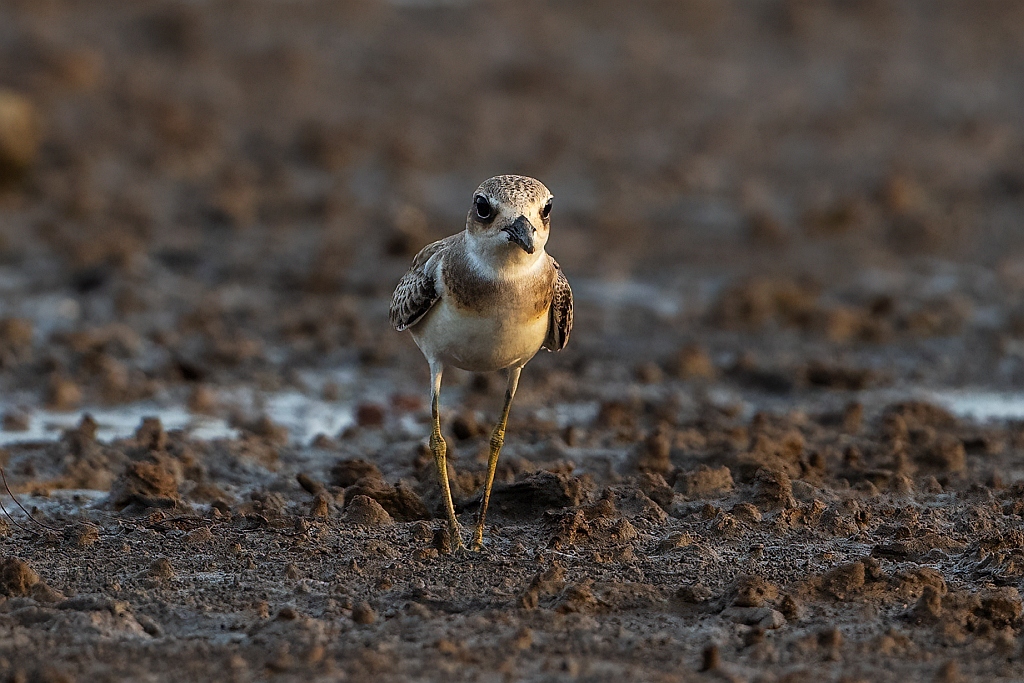 Greater Sand Plover