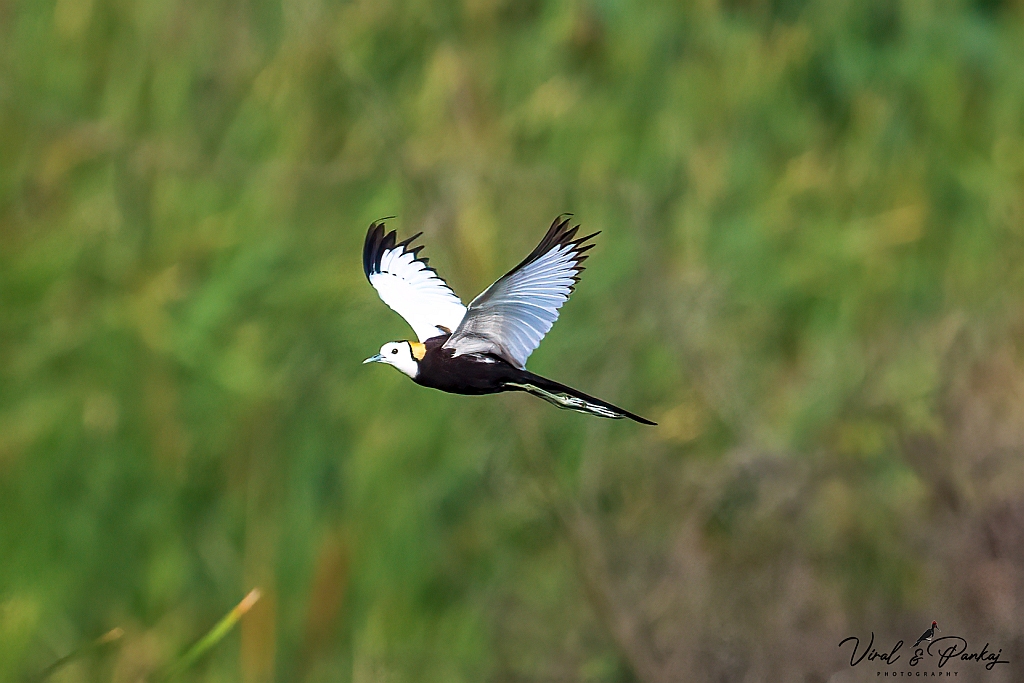 Pheasant-tailed Jacana