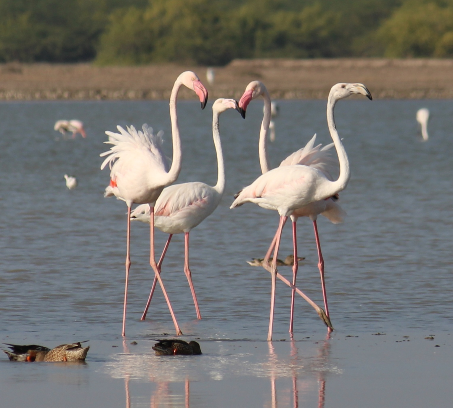 Greater Flamingo
