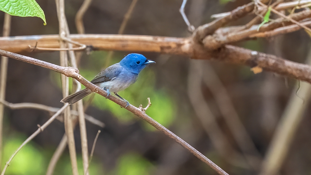 Black-naped Monarch