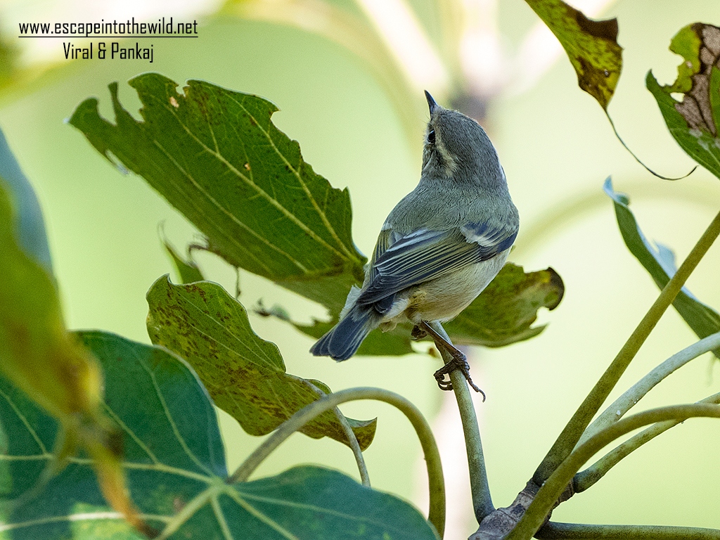 Hume's Leaf Warbler
