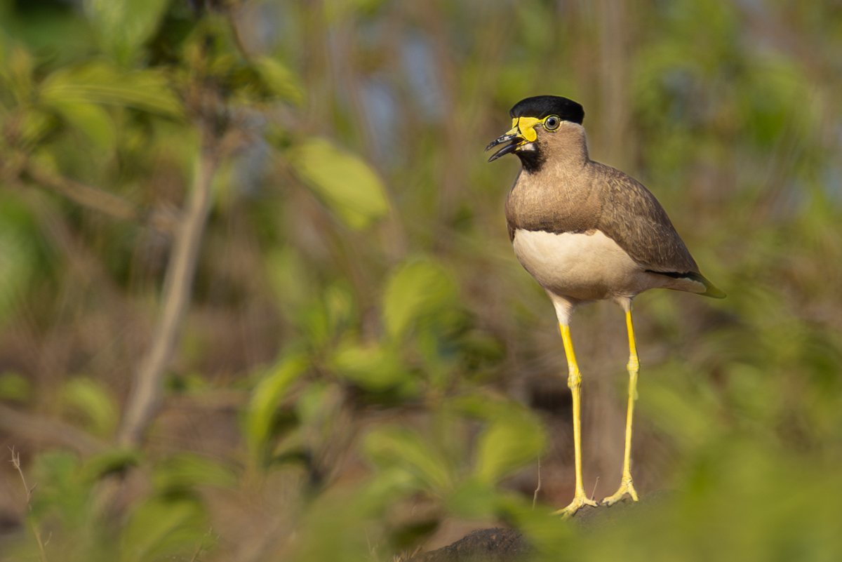 Yellow-wattled Lapwing
