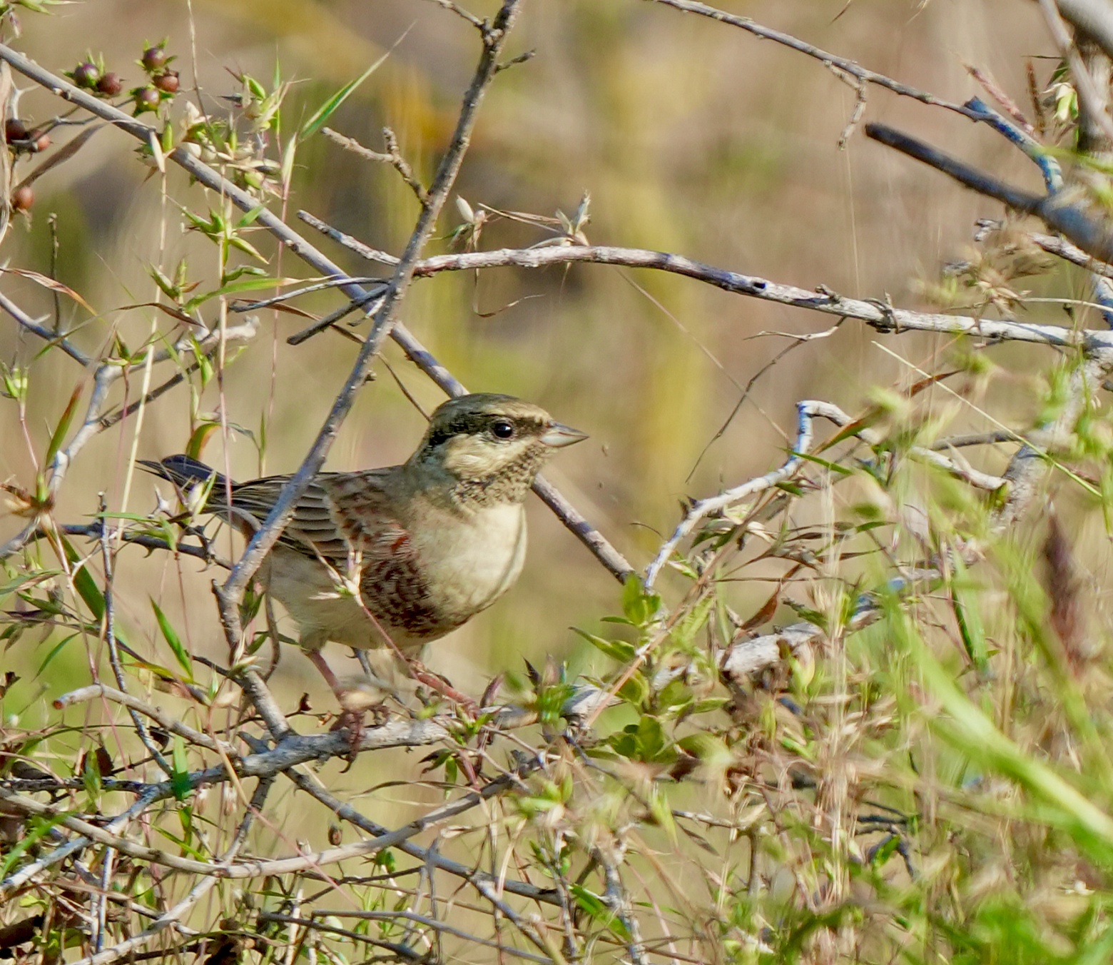 White-capped Bunting