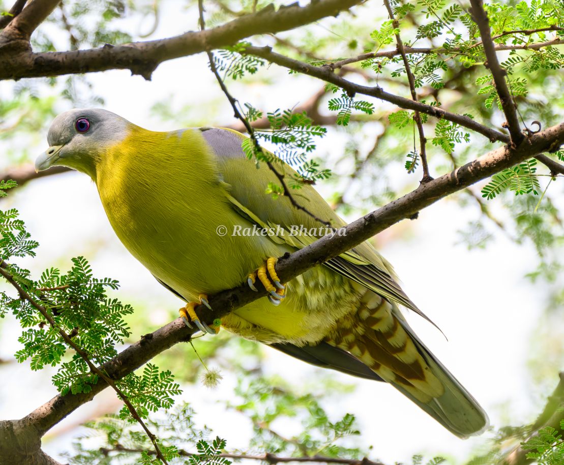 Yellow-footed Green Pigeon
