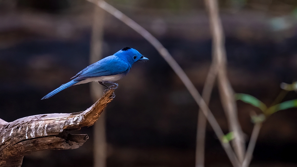 Black-naped Monarch