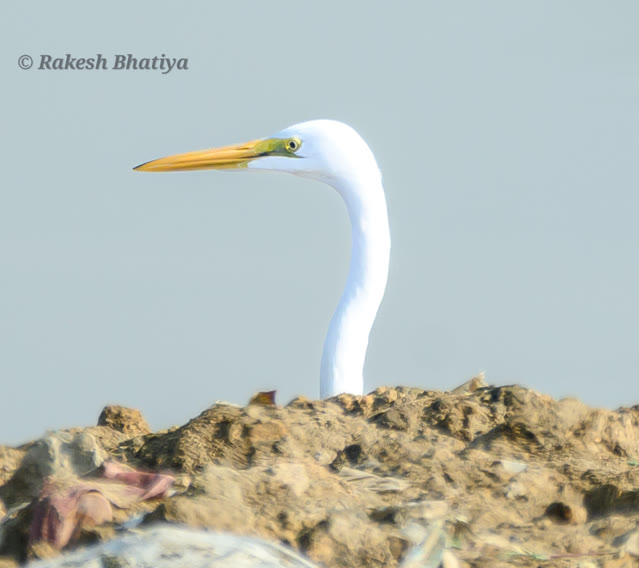 Great Egret