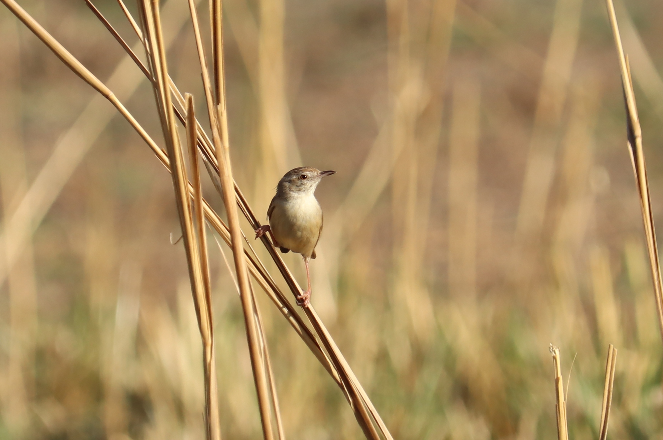 Rufous-fronted Prinia