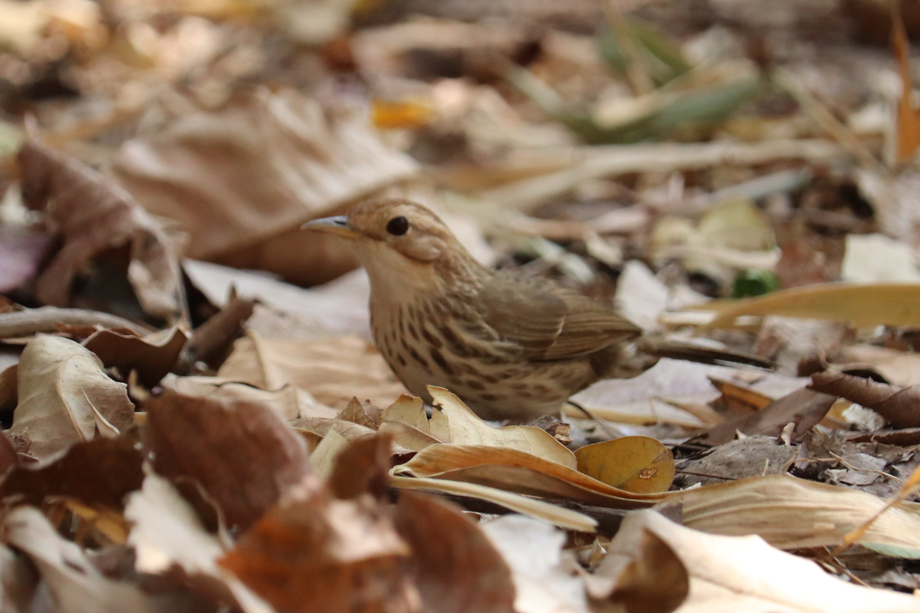 Puff-throated Babbler