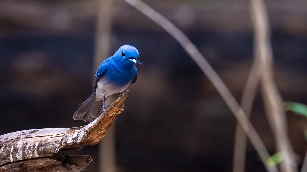 Black-naped Monarch