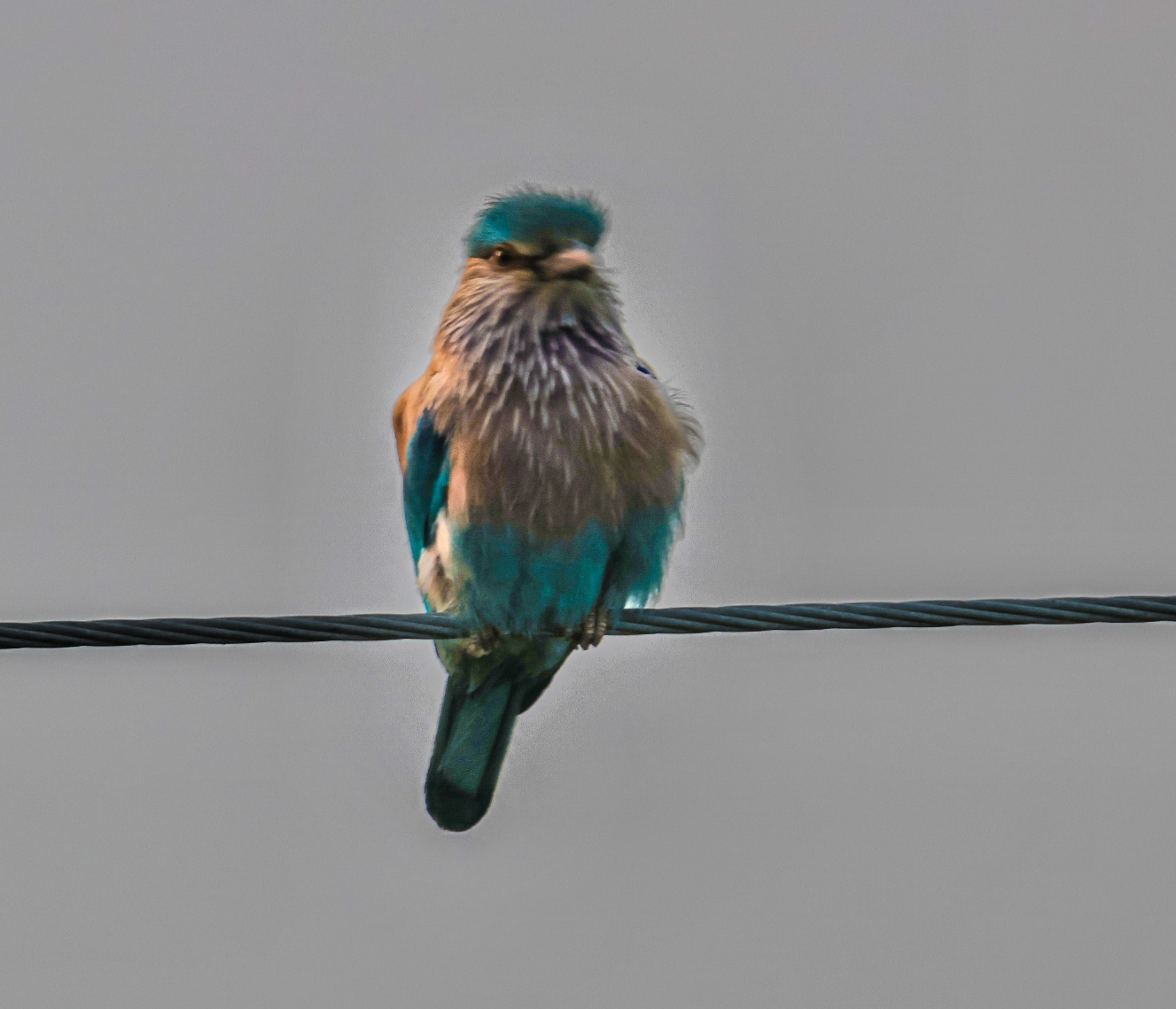 Indian Roller