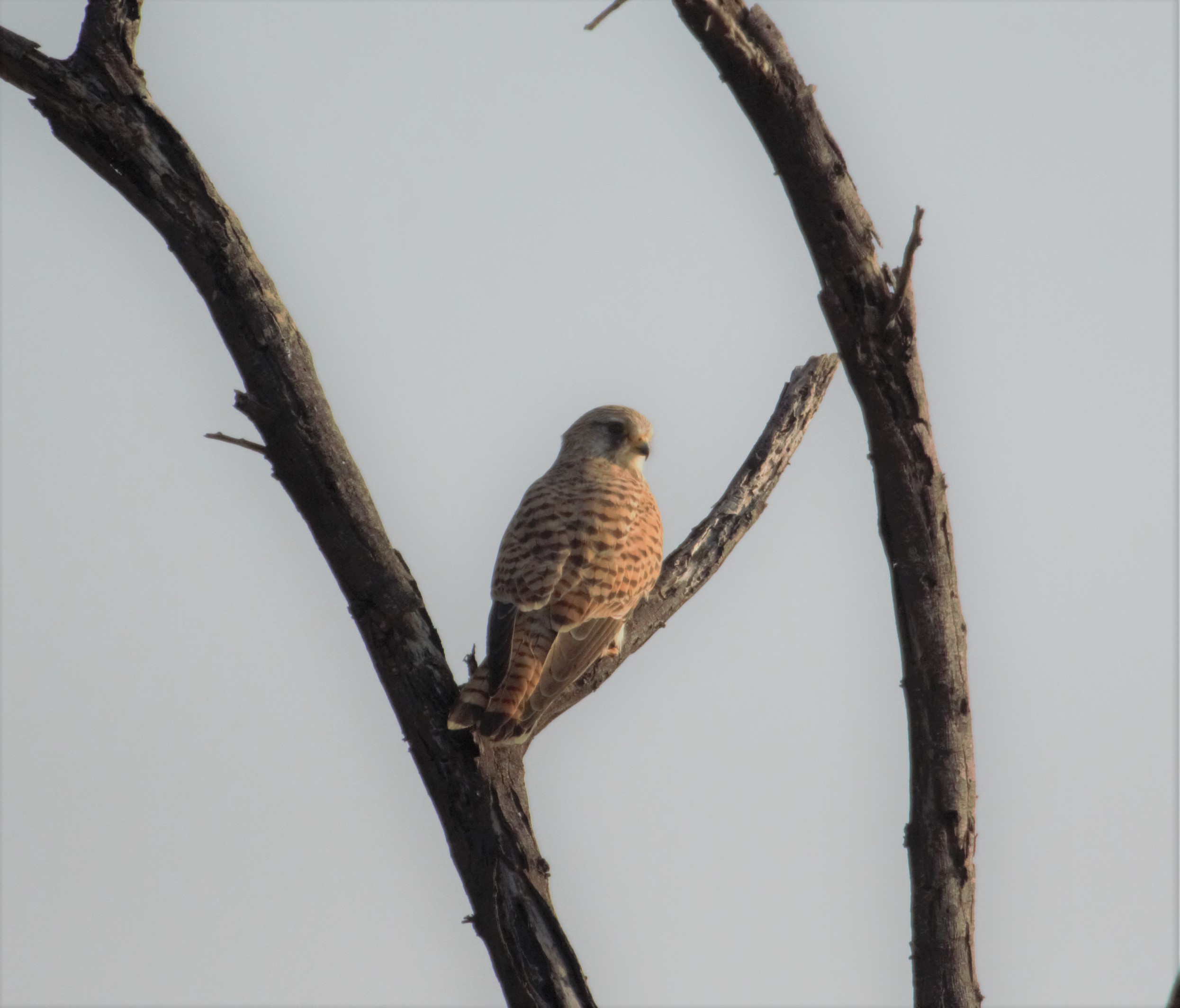 Lesser Kestrel