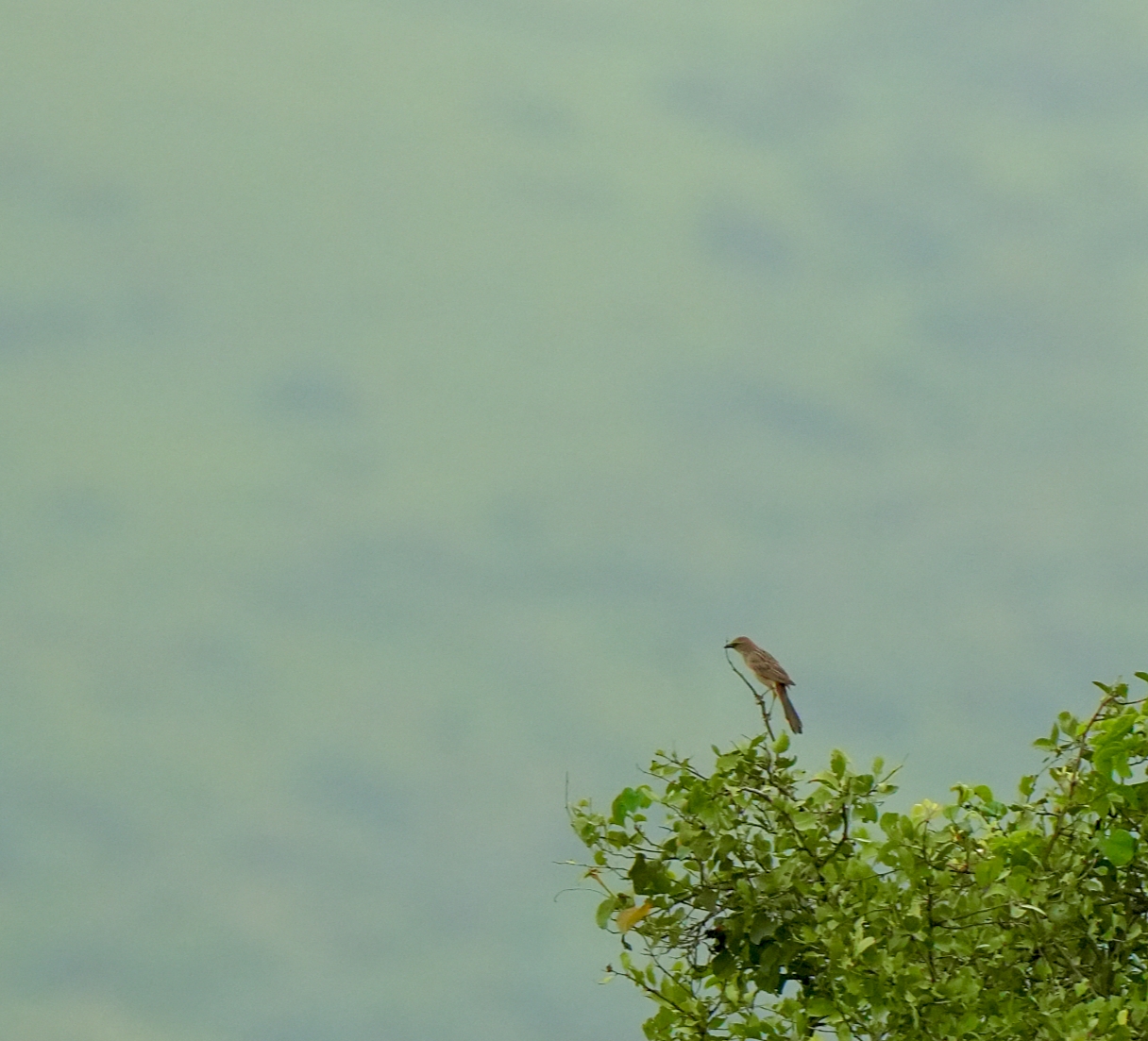 Bristled Grassbird