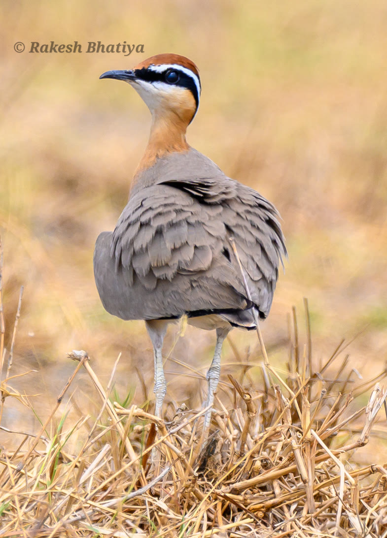 Indian Courser
