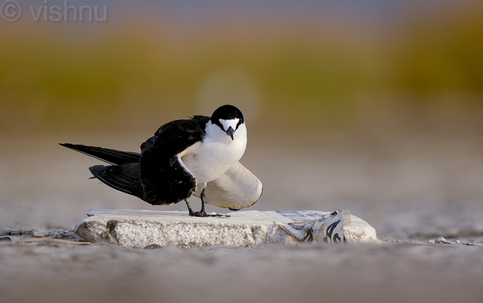Sooty Tern 
