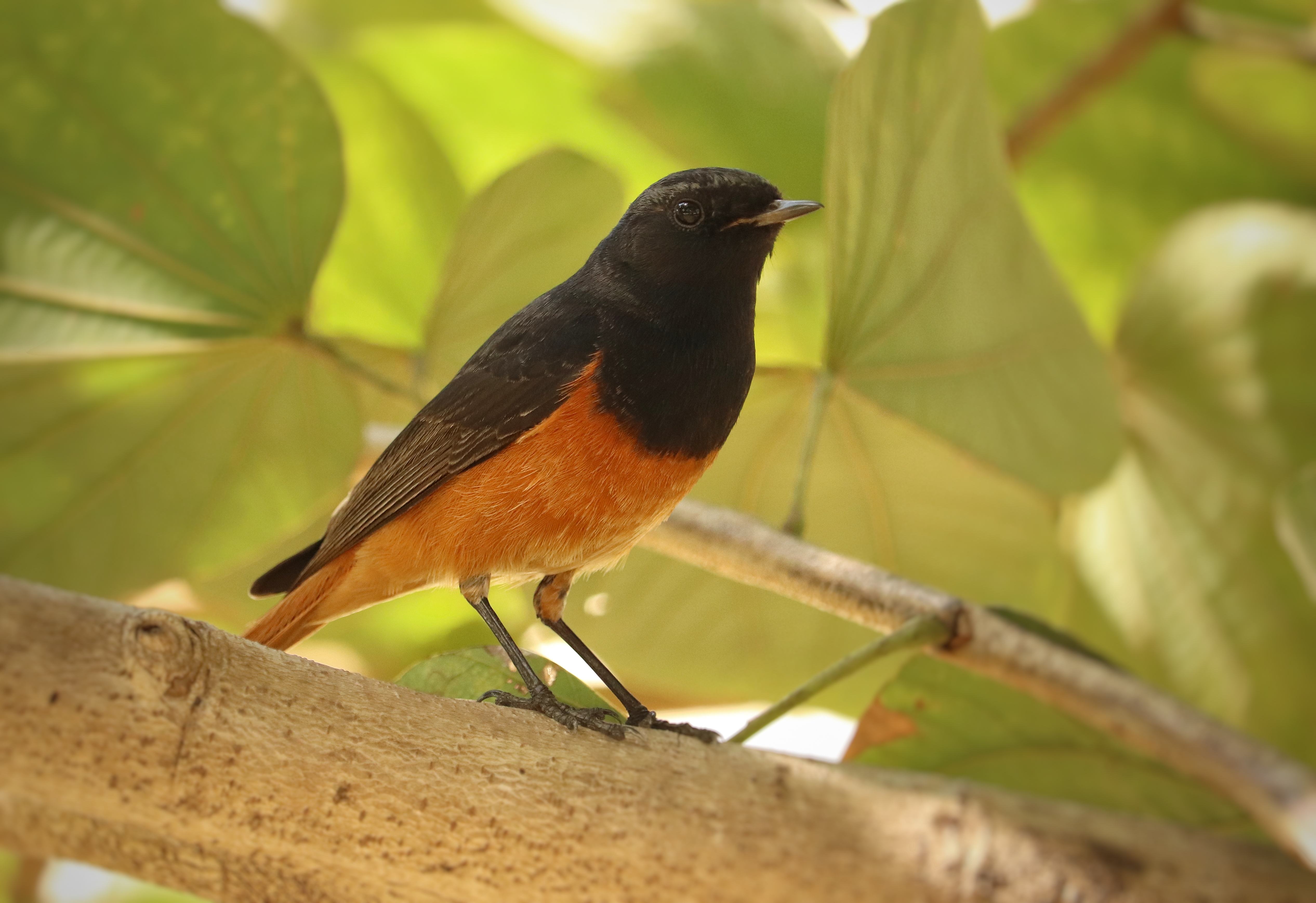 Black Redstart