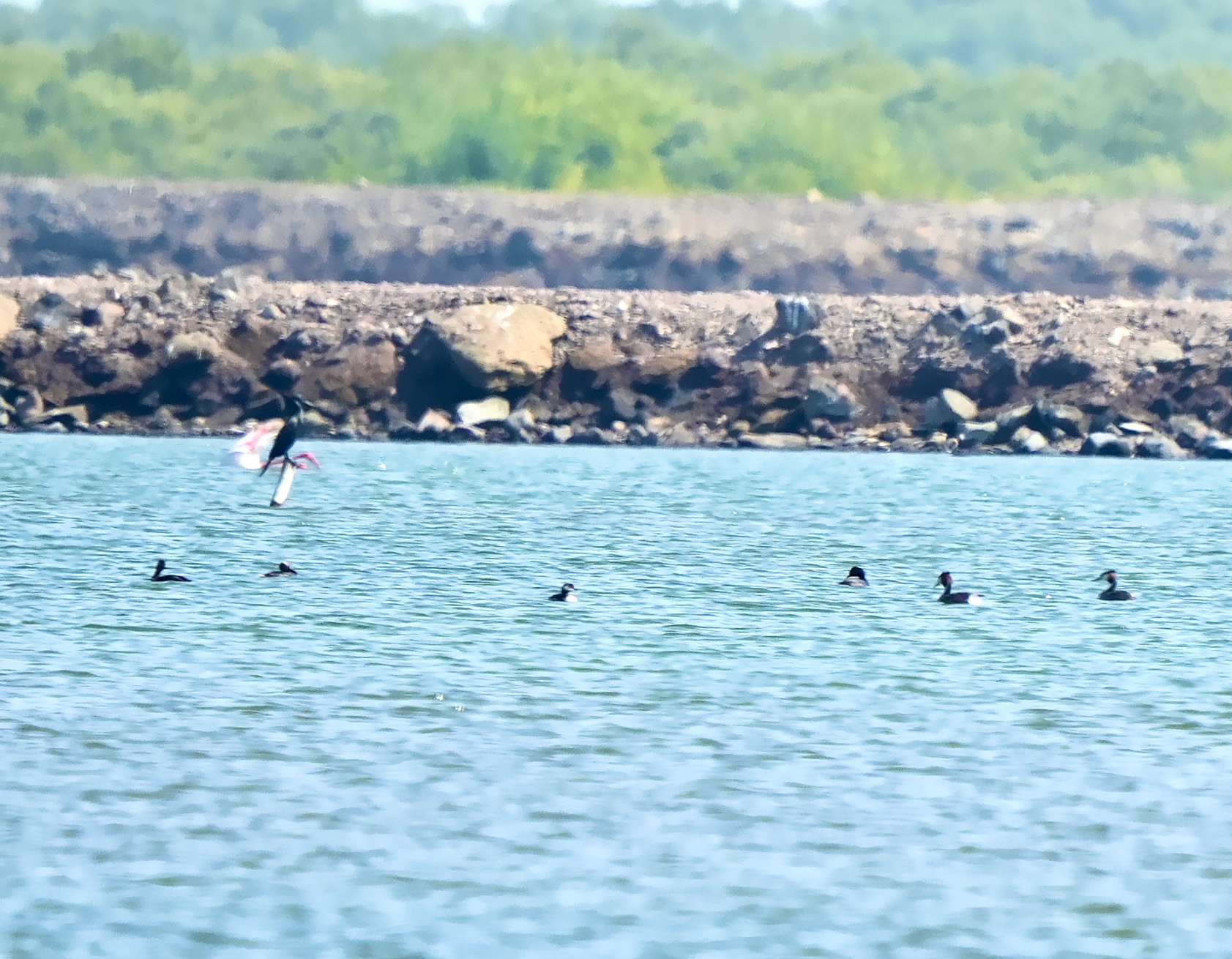 Black-necked Grebe/Eared Grebe