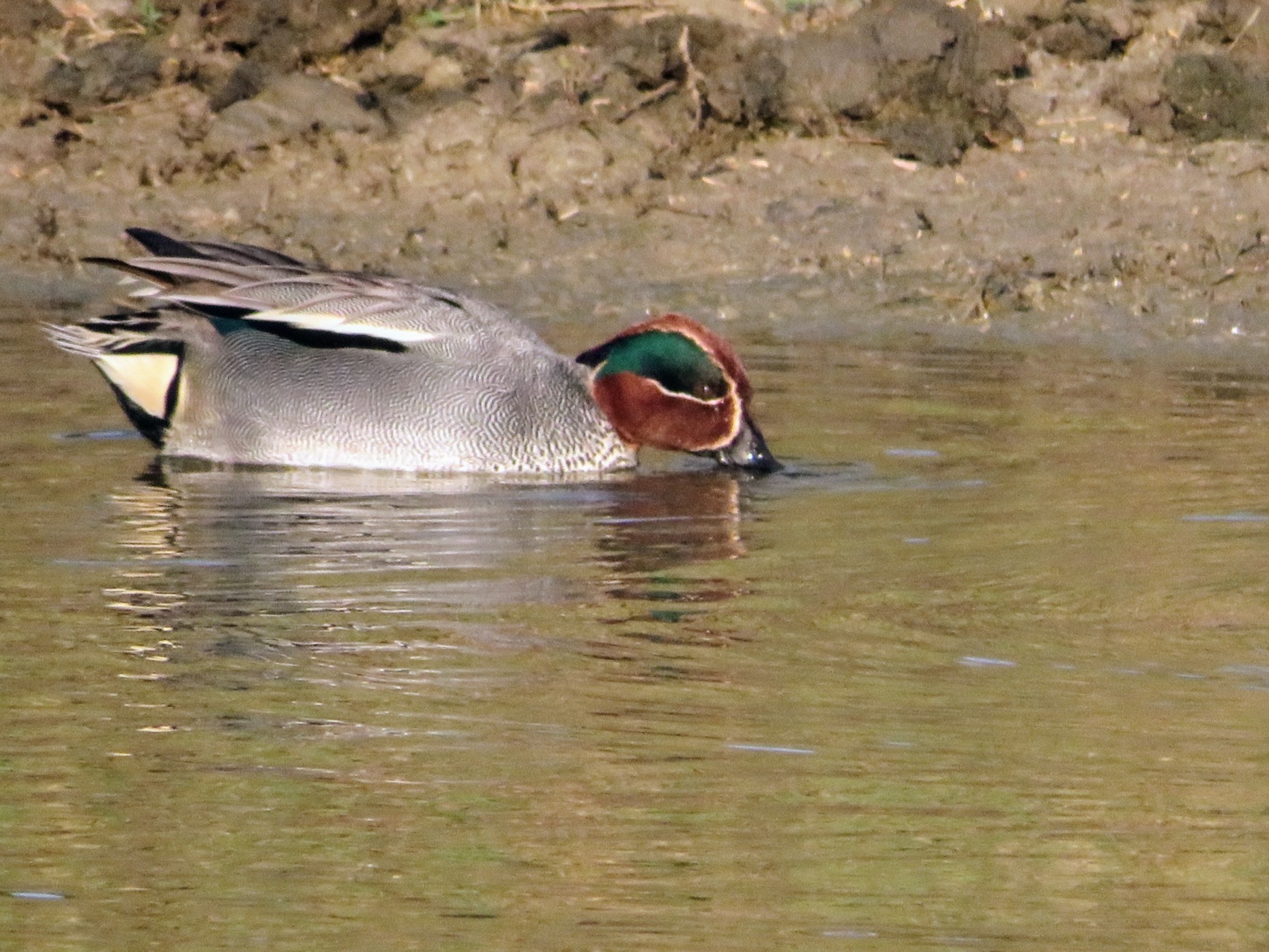 Common Teal