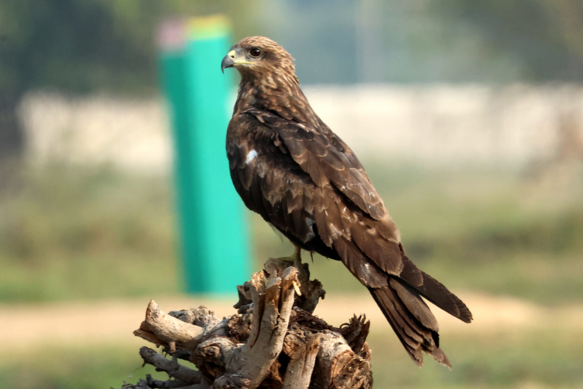 Black Kite