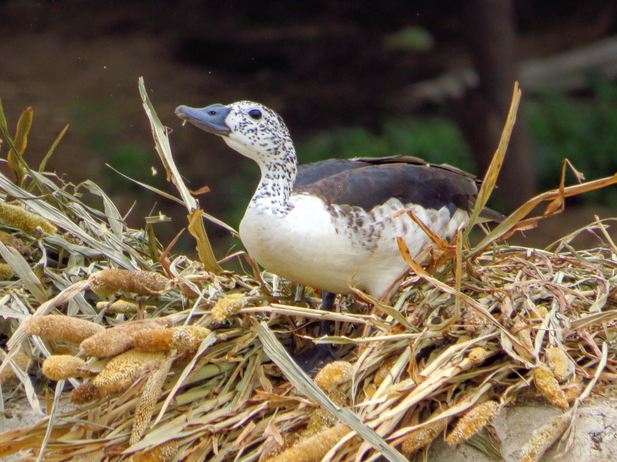Comb Duck