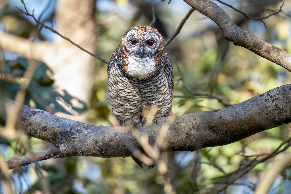 Mottled Wood Owl