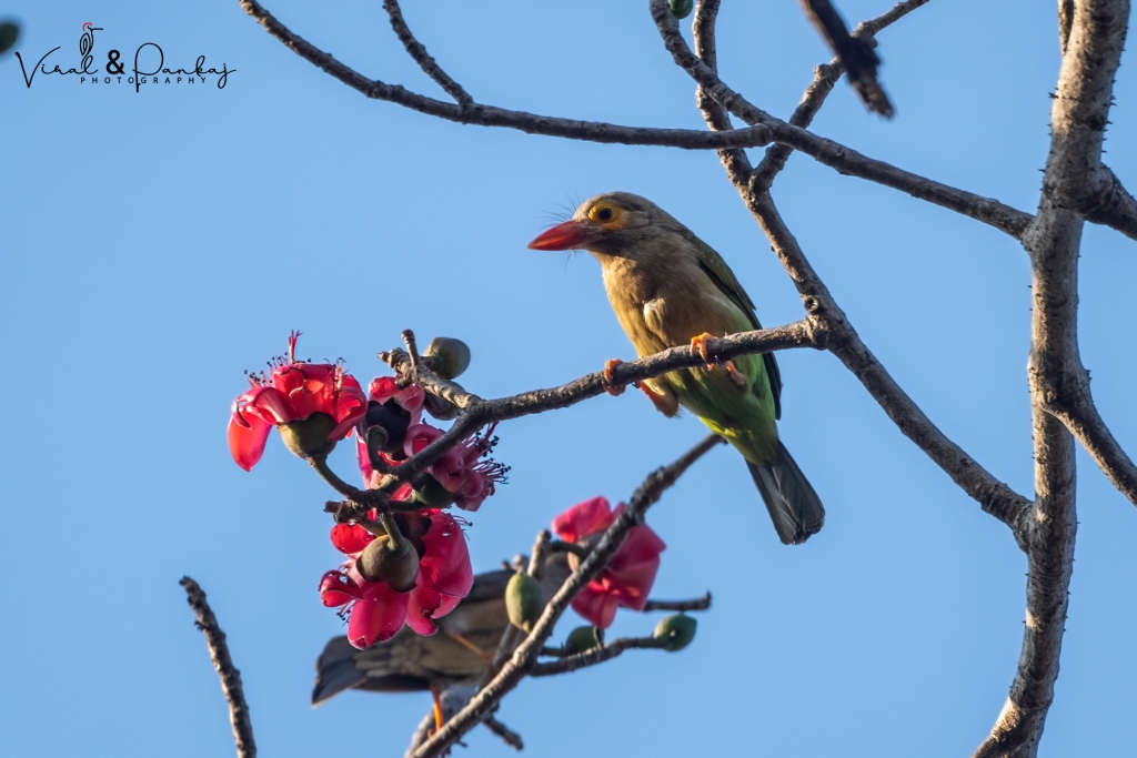 Brown-headed Barbet