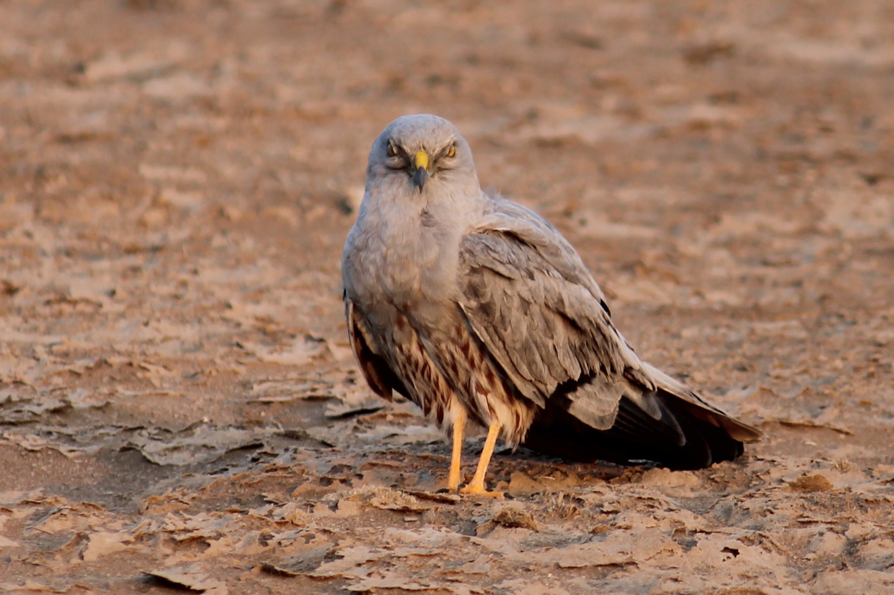 Montagu's Harrier