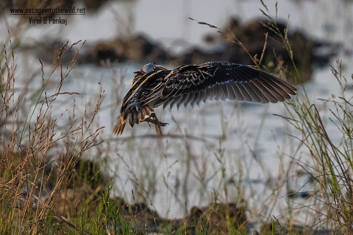 Jack Snipe