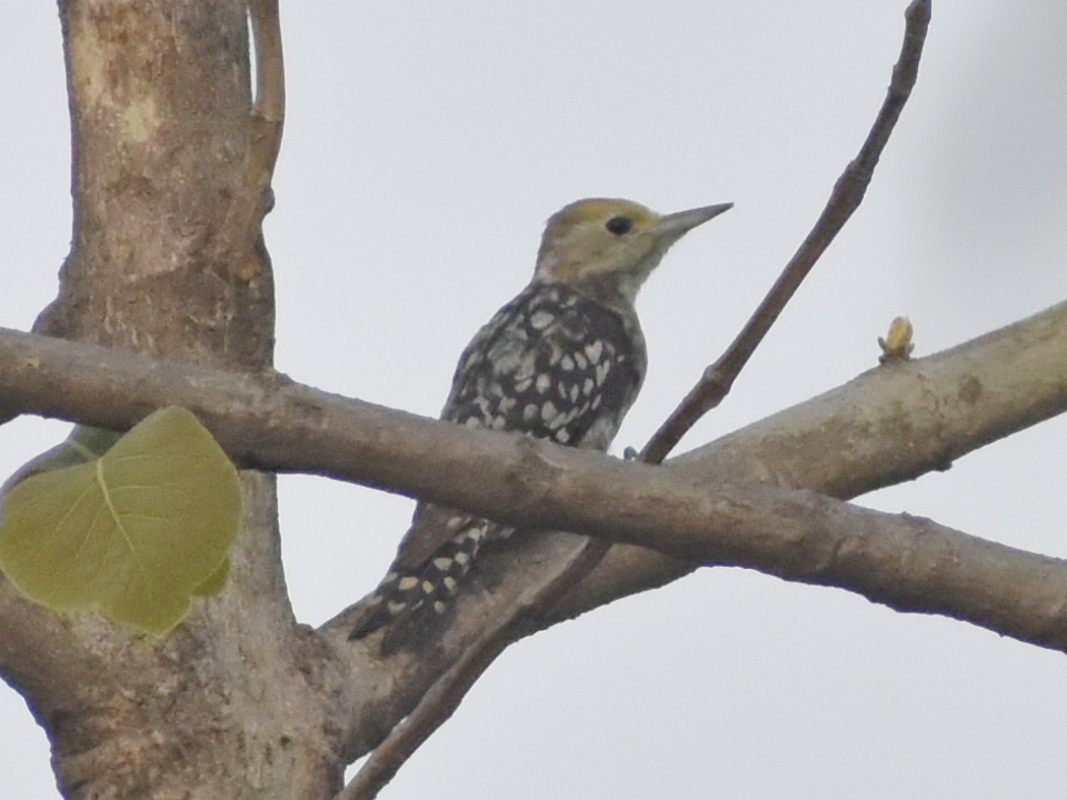 Yellow-crowned Woodpecker