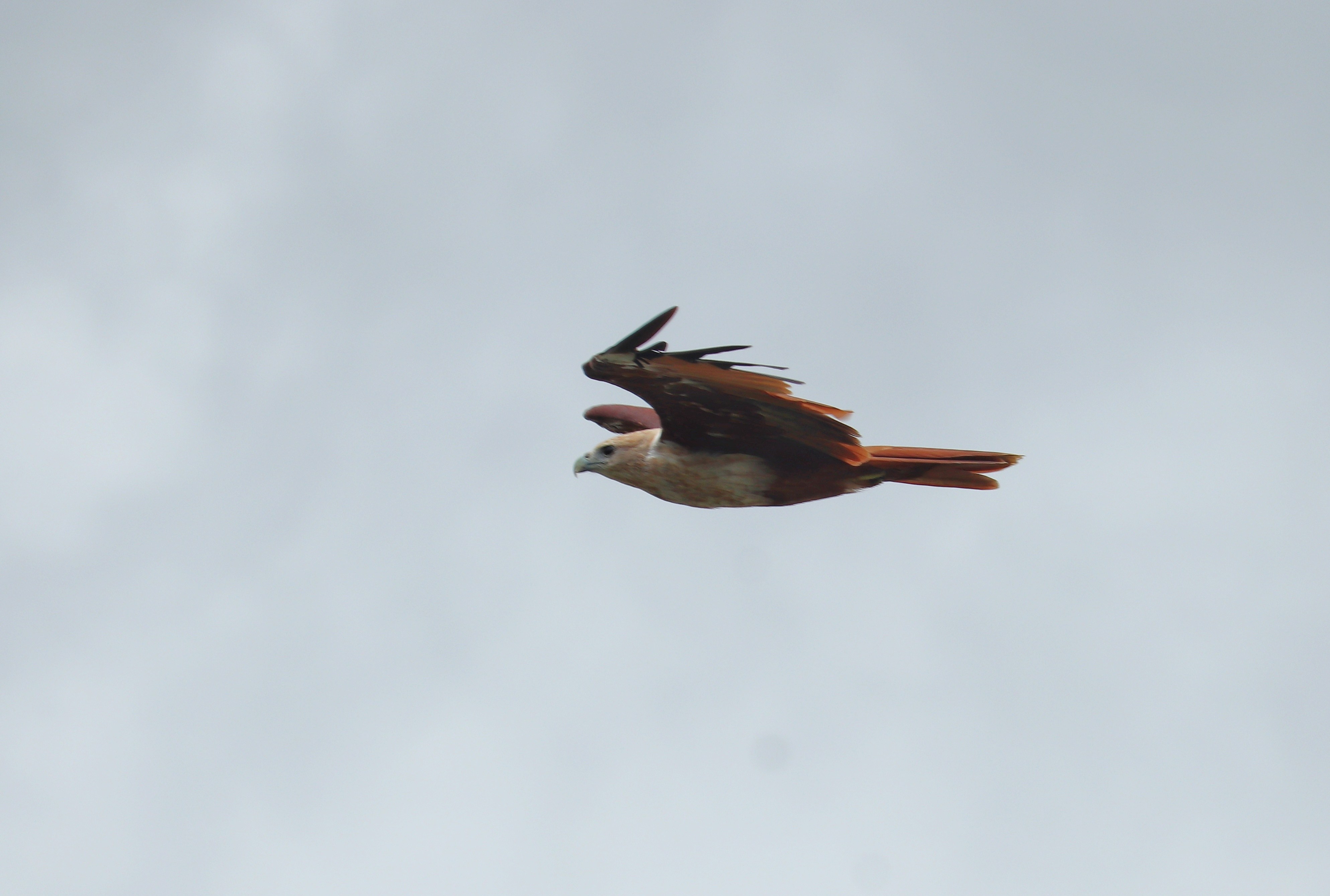 Brahminy Kite