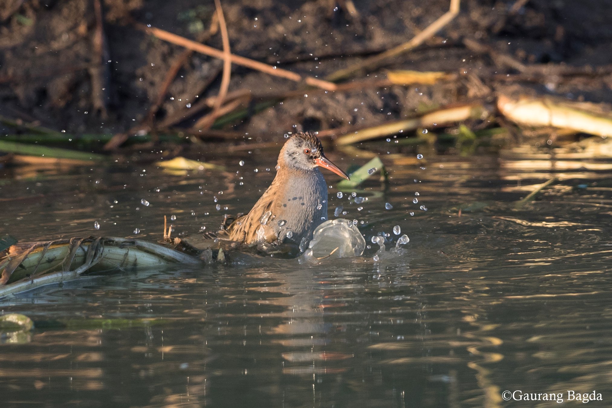 Water Rail 