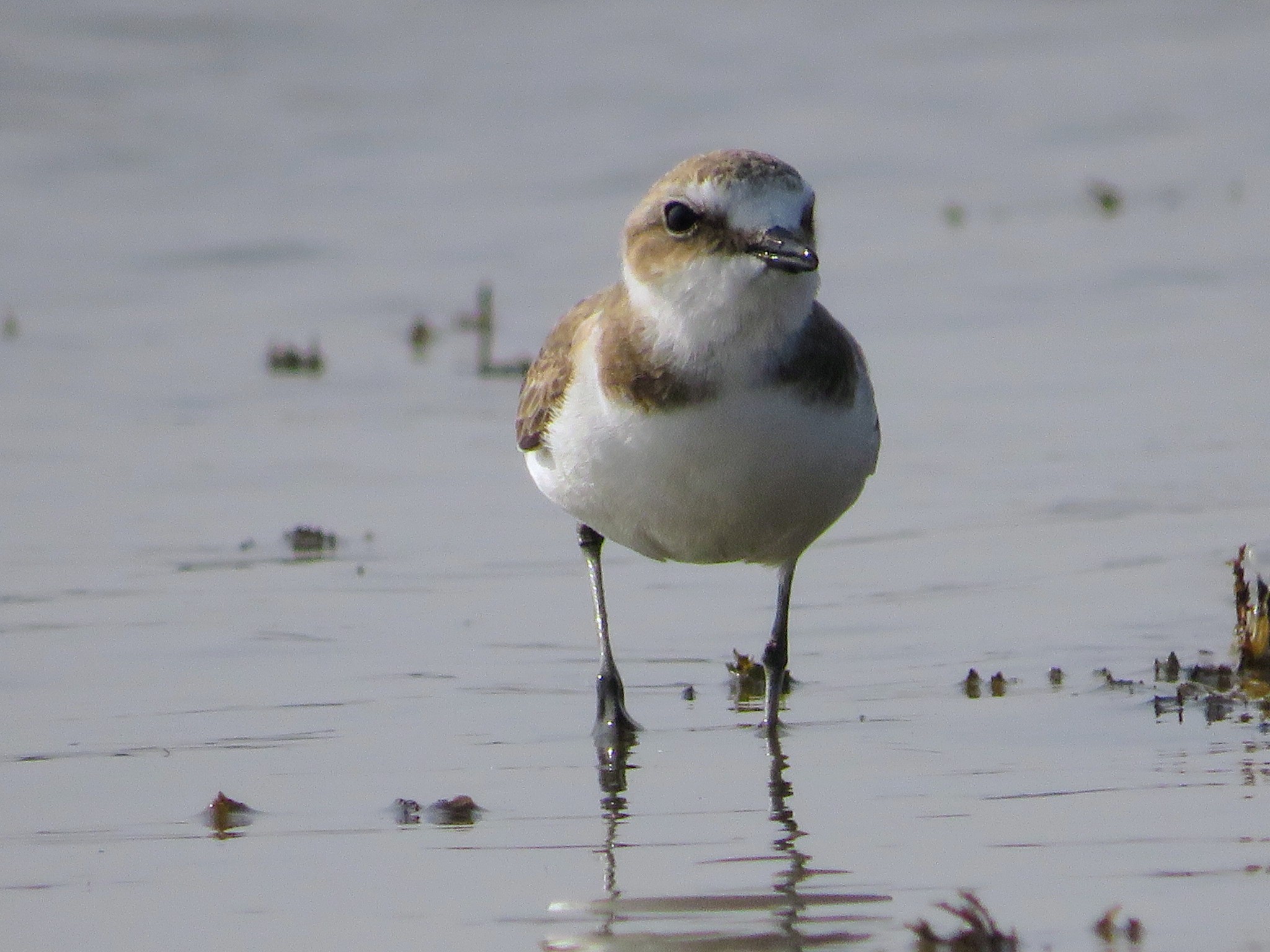 Lesser Sand Plover