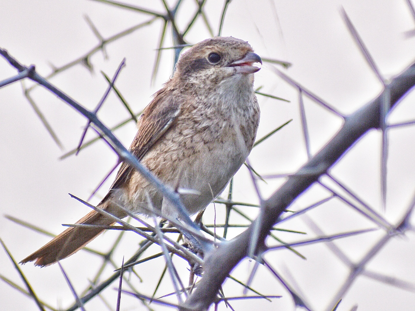 Bay Backed Shrike