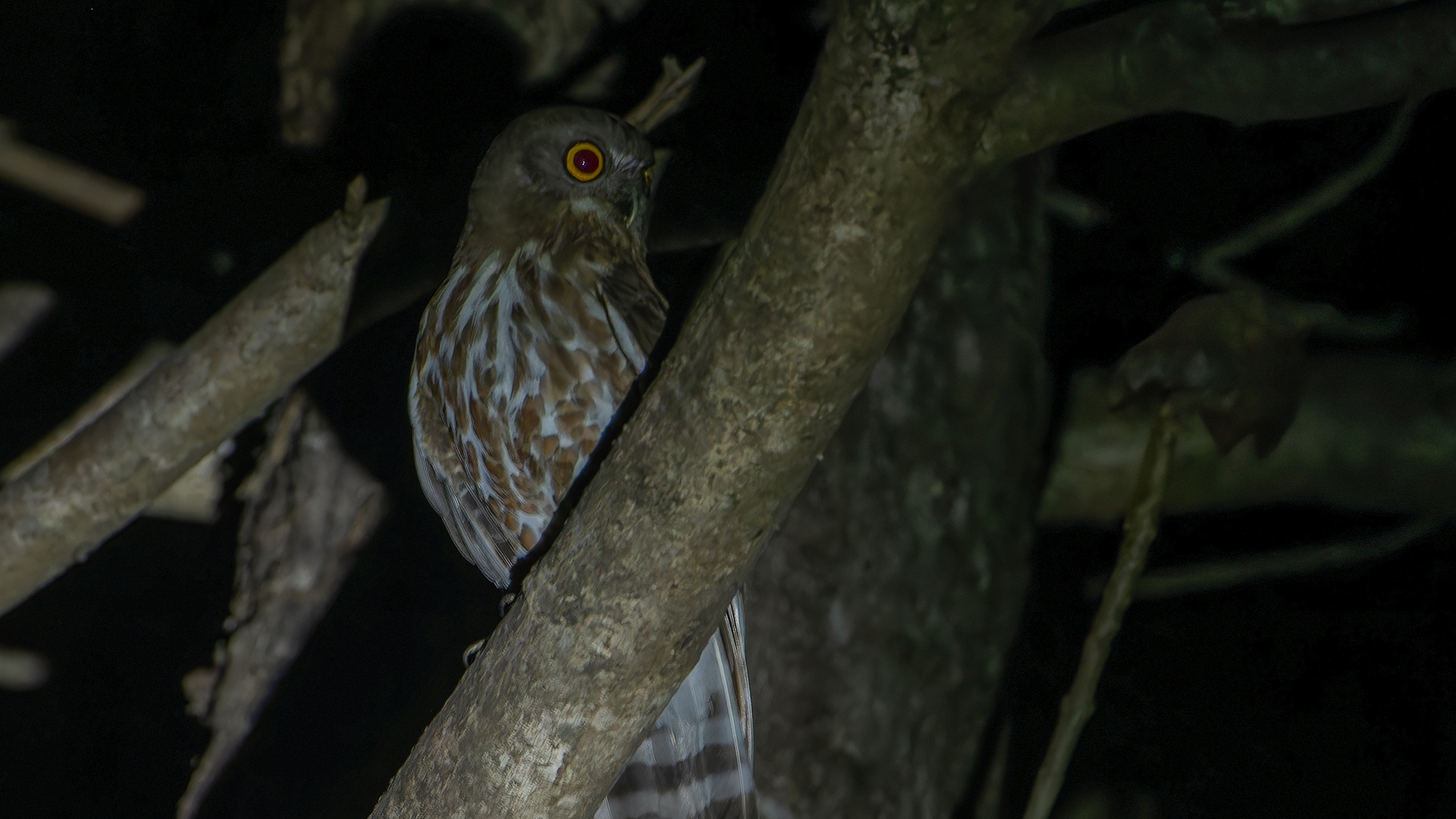 Brown Hawk Owl