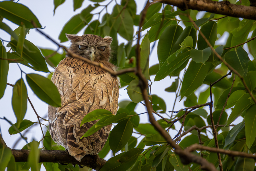 Brown Fish Owl