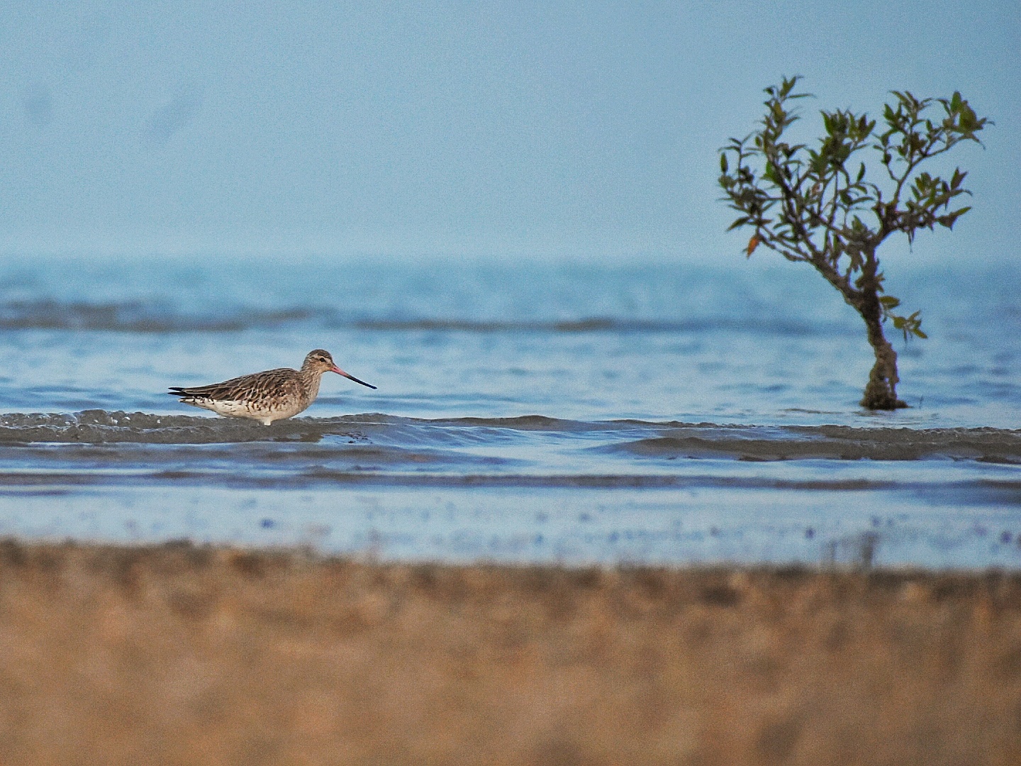 Bar-tailed Godwit