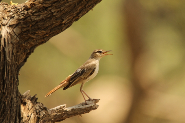 Rufous-tailed Scrub Robin
