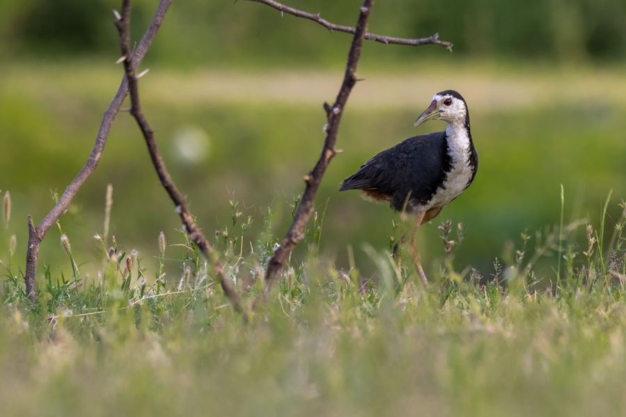 White-breasted Waterhen