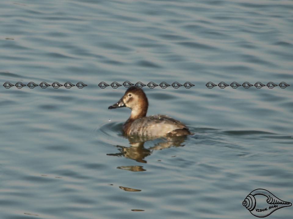 Common Pochard