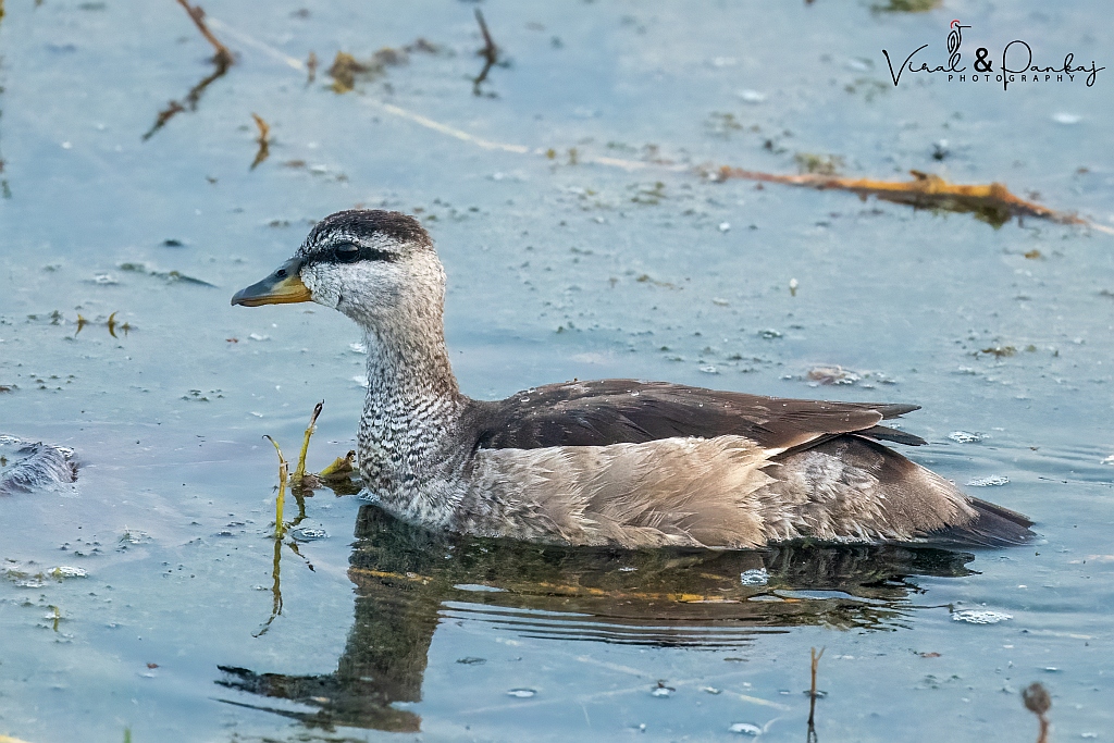 Cotton Pygmy-goose