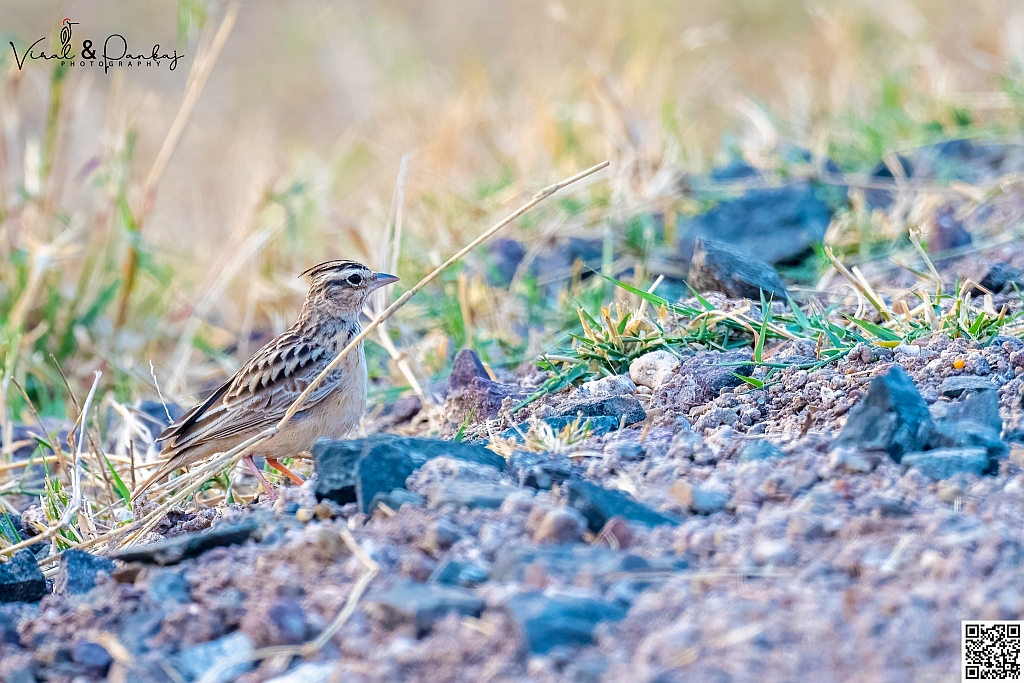 Sykes's Lark