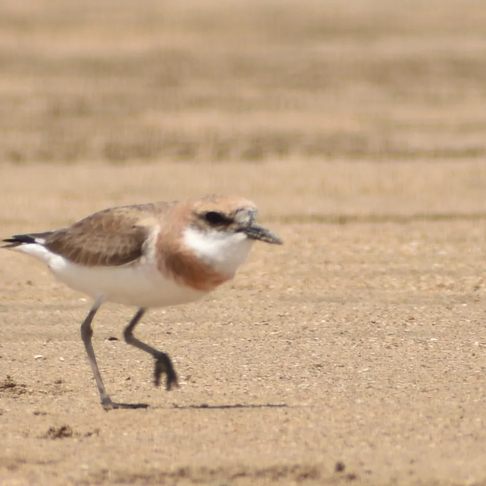 Greater Sand Plover