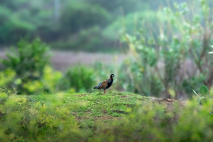 Black Francolin