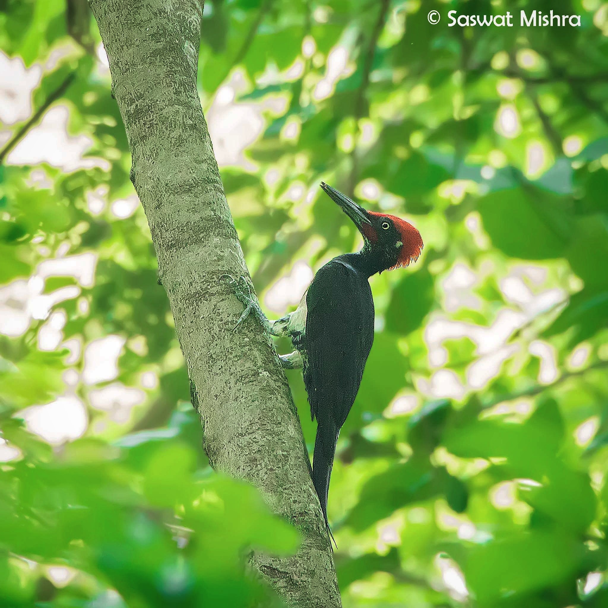 White-bellied Woodpecker