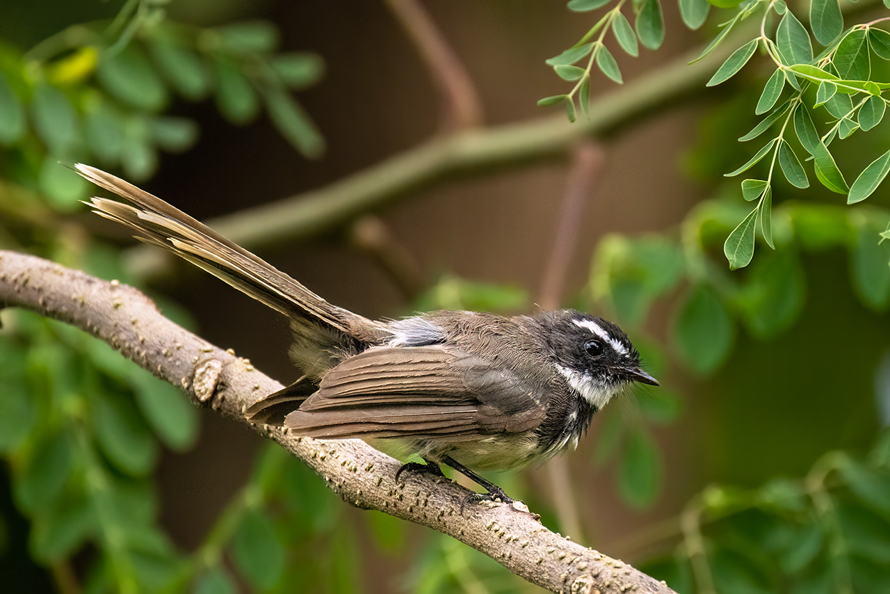 White-throated Fantail 