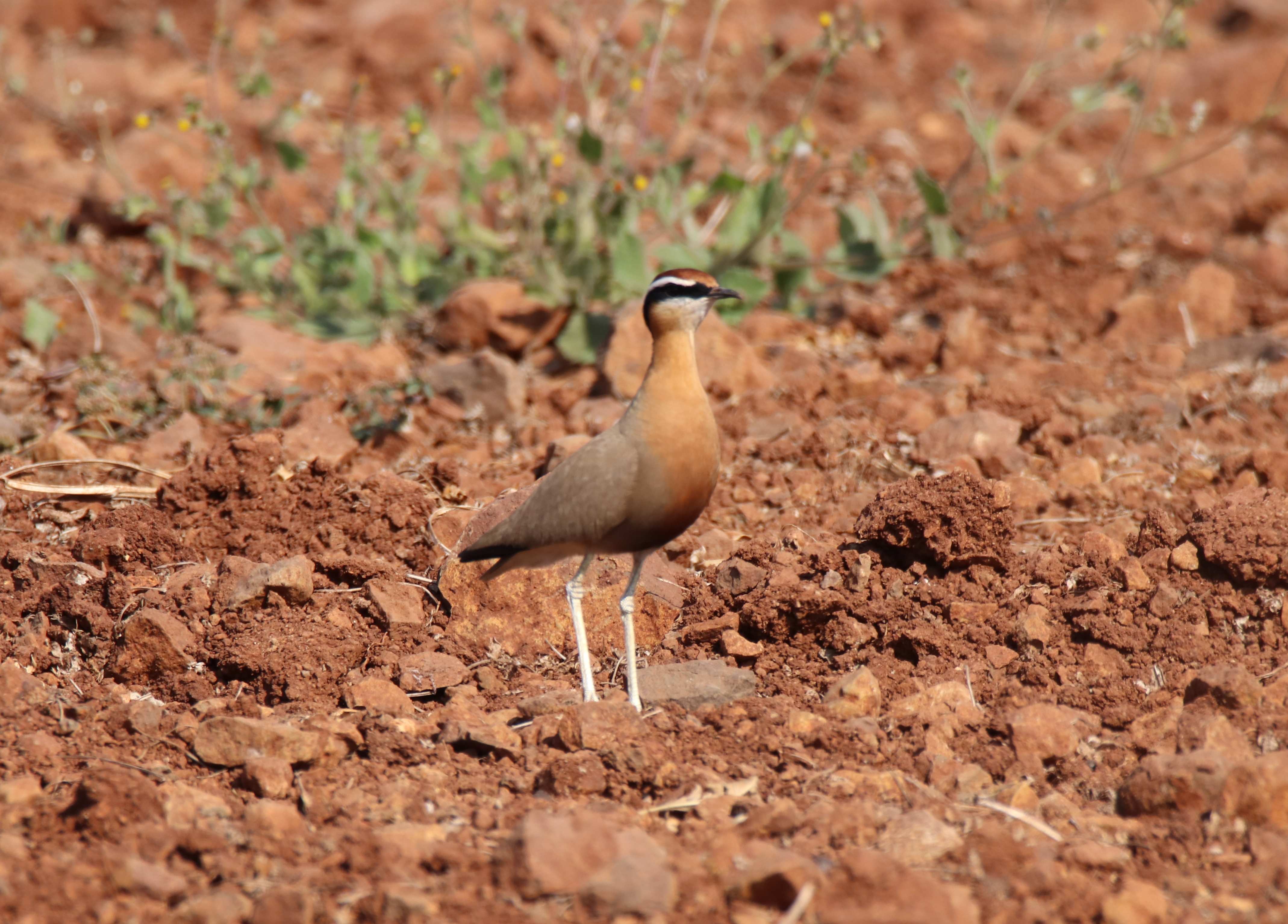 Indian Courser