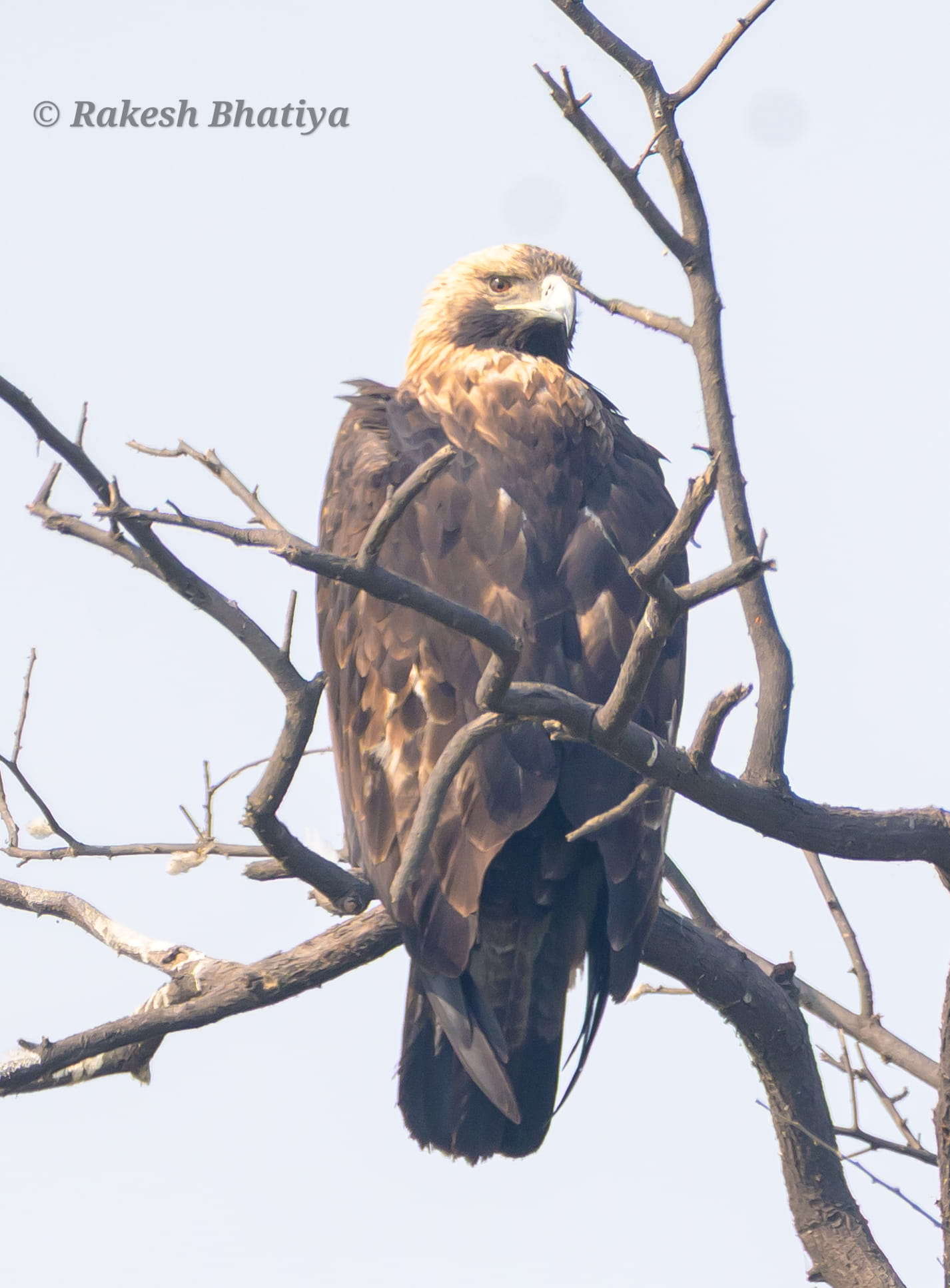 Eastern Imperial Eagle