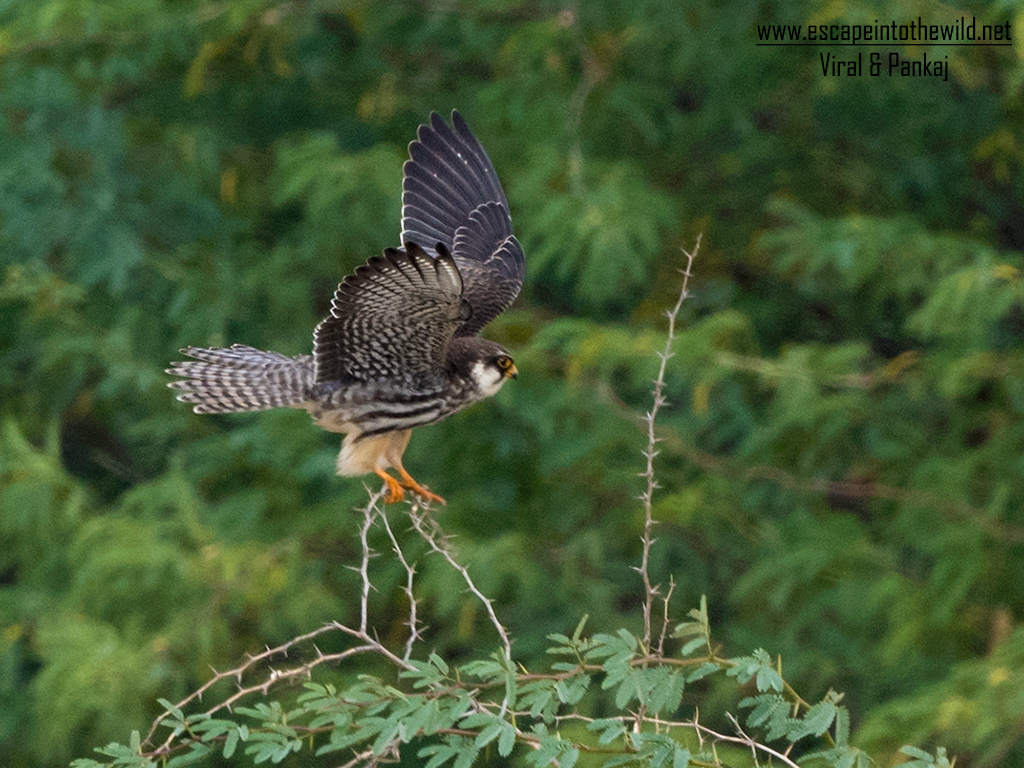 Amur Falcon
