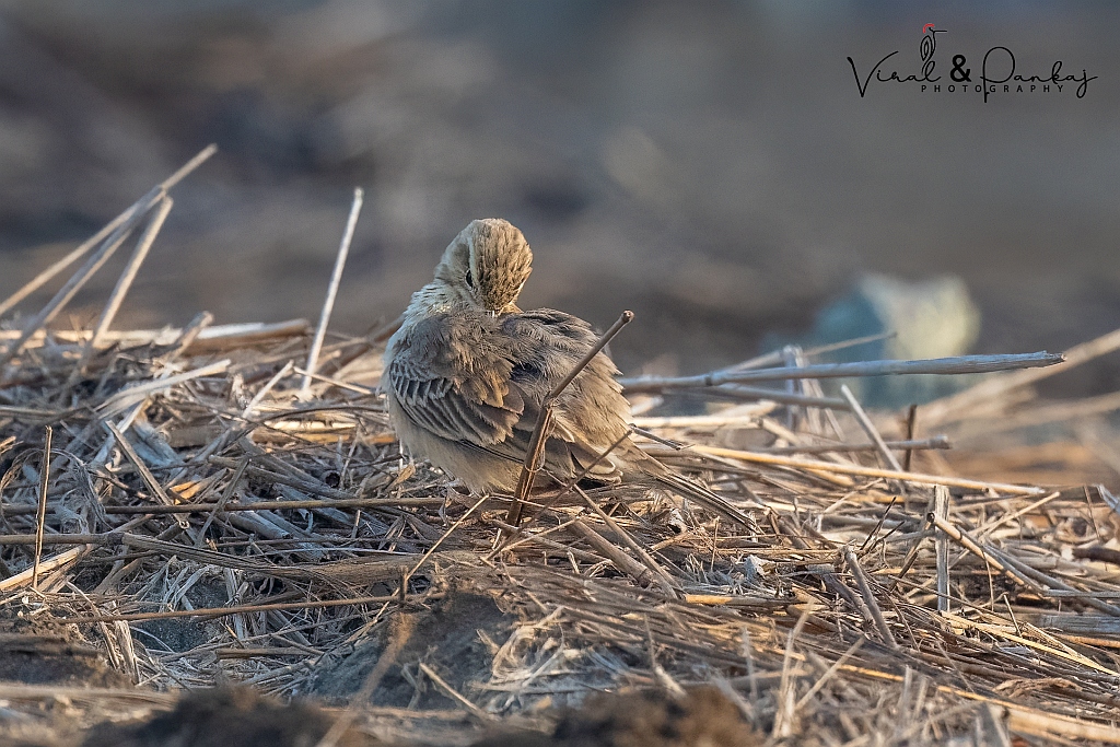 Paddyfield Pipit