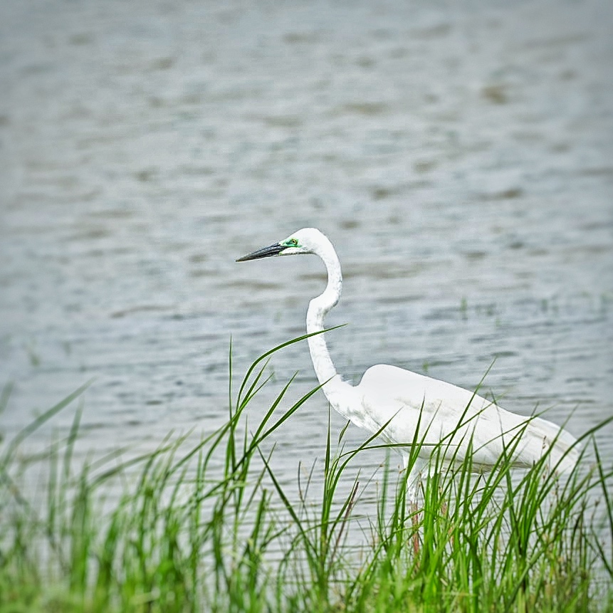 Great Egret