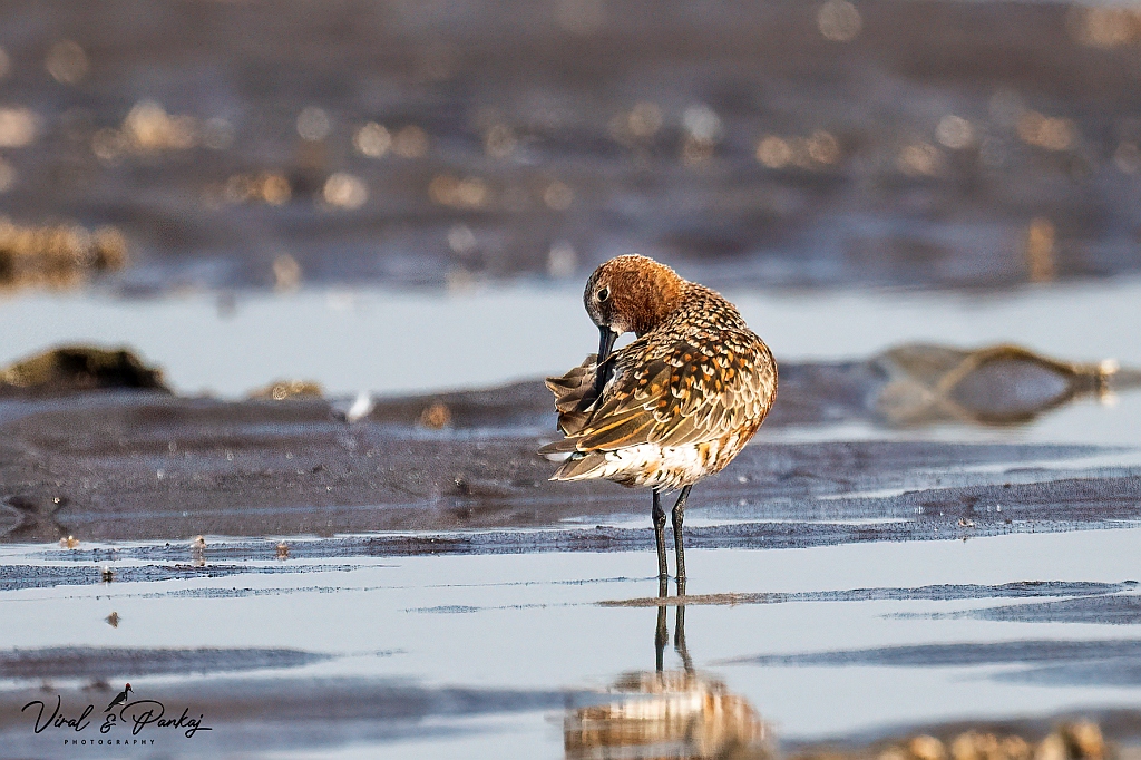 Curlew Sandpiper